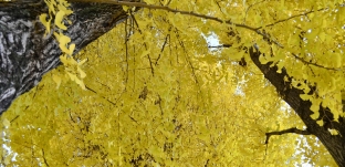 先日お客さまが銀杏を送ってくださいました。﻿